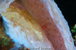 Shrimp by Richard Shelton 